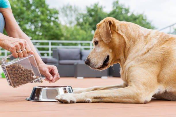 ¿Cómo medir 100 gramos de alimento para perros?