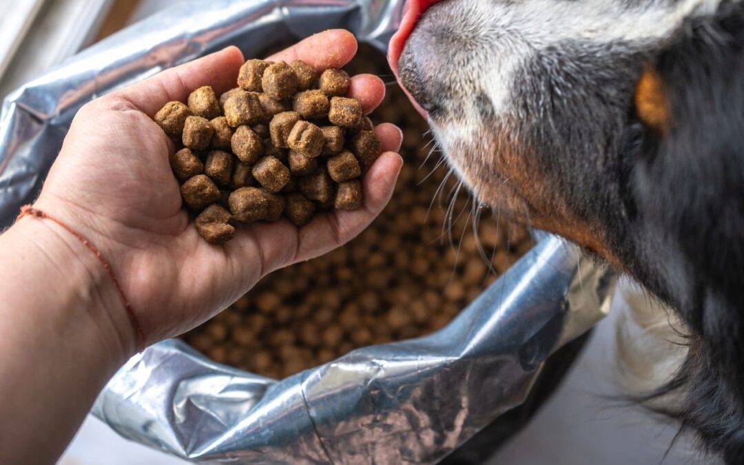 Las 10 mejores marcas de comida para perros