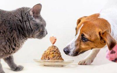 Comida para perros o Comida para gatos: ¿Qué es mejor para tu mascota?