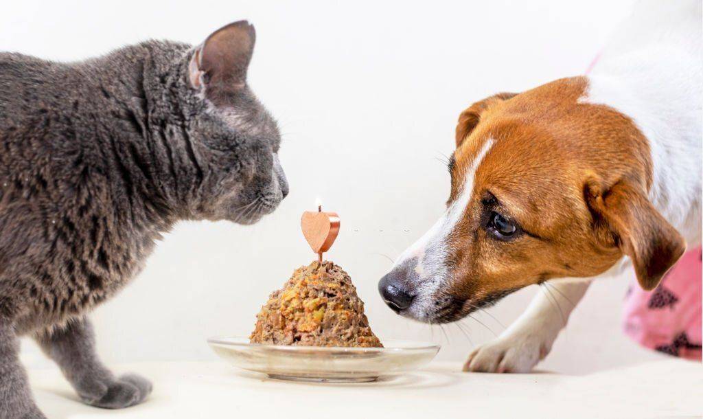 Comida para perros o Comida para gatos: ¿Qué es mejor para tu mascota?