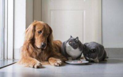 ¿Cómo elegir la mejor comida para tu perro?