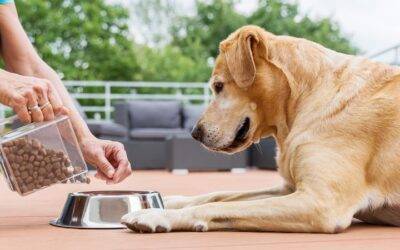Cómo elegir la mejor comida para perros