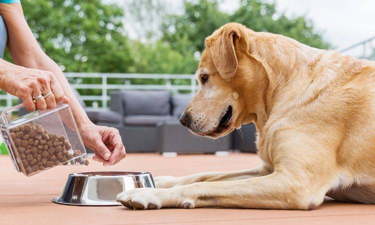 Cómo elegir la mejor comida para perros