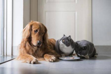 ¿Cómo elegir la mejor comida para tu perro?