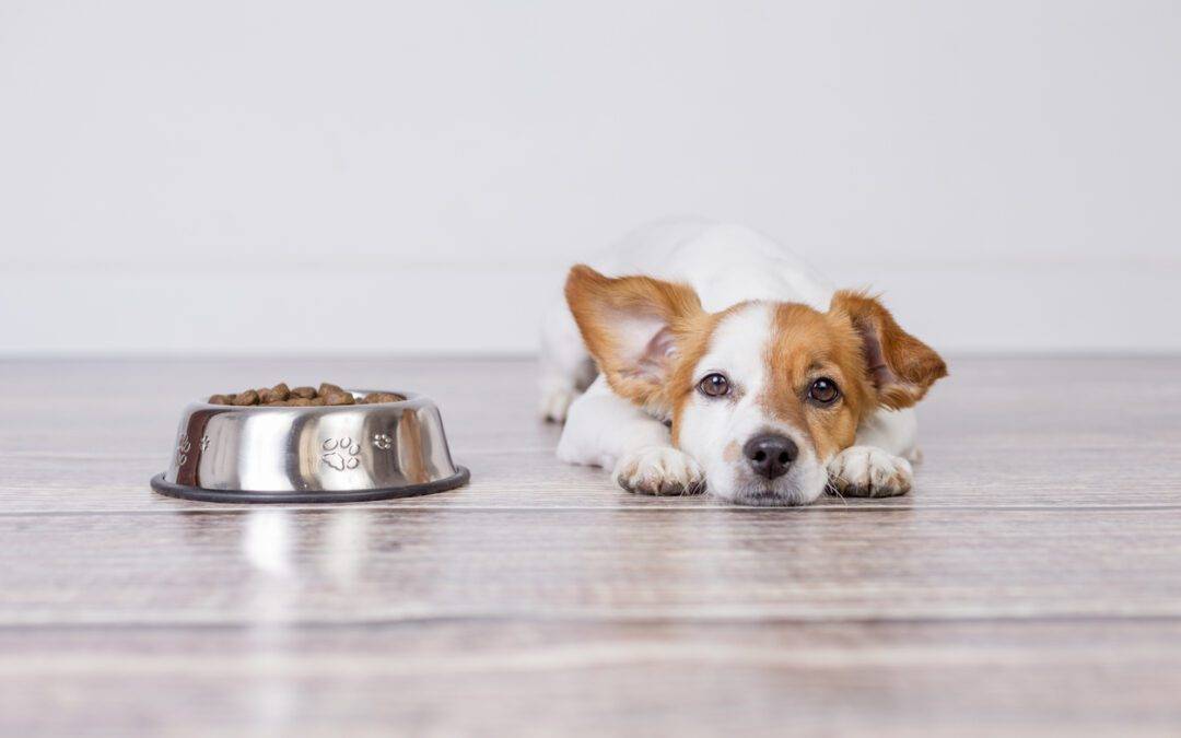¿Cómo preparar comida para perros en casa? Guía completa