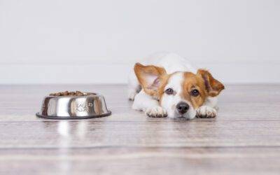 ¿Cómo preparar comida para perros en casa? Guía completa