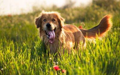 ¿La comida para perros premium vale la pena el precio?