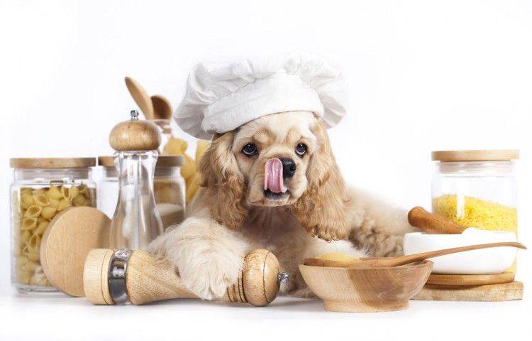 Las 5 mejores comidas caseras para tu perro