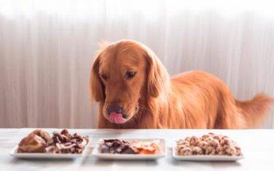 Los 10 ingredientes más saludables para un perro