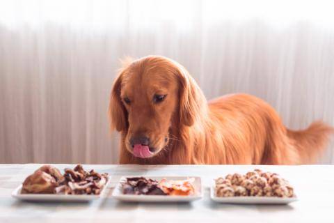 Los 10 ingredientes más saludables para un perro