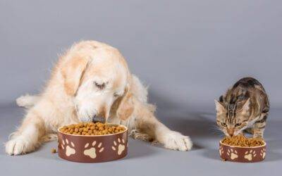 Comida para perros vs. Comida para gatos