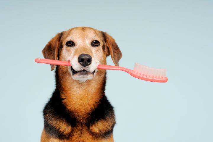 Salud dental de tu perro: Cómo afecta la alimentación a la salud dental de tu perro