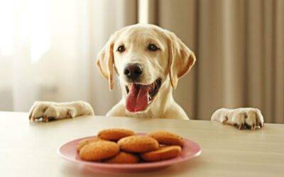 Cómo preparar comida para perros en casa