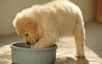 ¡Descubre los beneficios de alimentar a tu perro con comida casera!