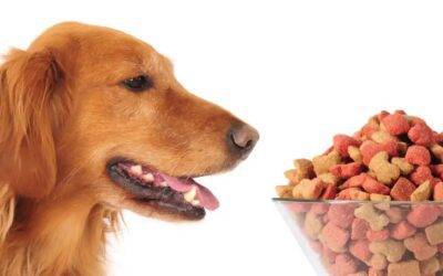 ¿Es segura la comida para perros de tiendas de segunda mano?