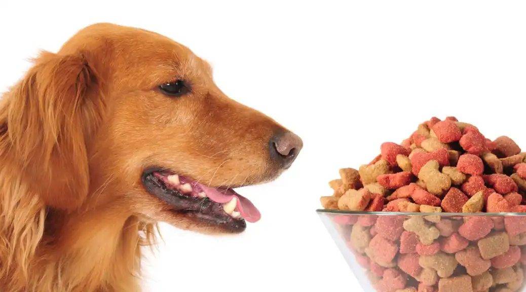 ¿Es segura la comida para perros de tiendas de segunda mano?