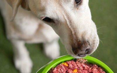 Los Beneficios de la Comida Orgánica para Perros