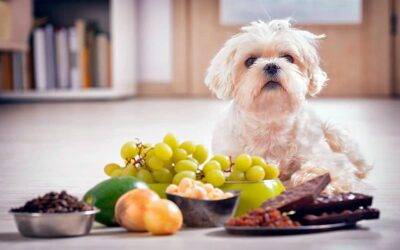 ¿Qué alimentos son tóxicos para los perros?