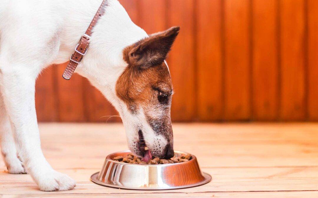 ¿Qué contiene la comida para perros? Lo que necesitas saber.