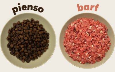 alimentación natural vs. alimentación comercial