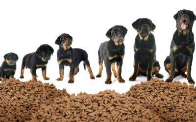 Alimentación para perros según su etapa de vida