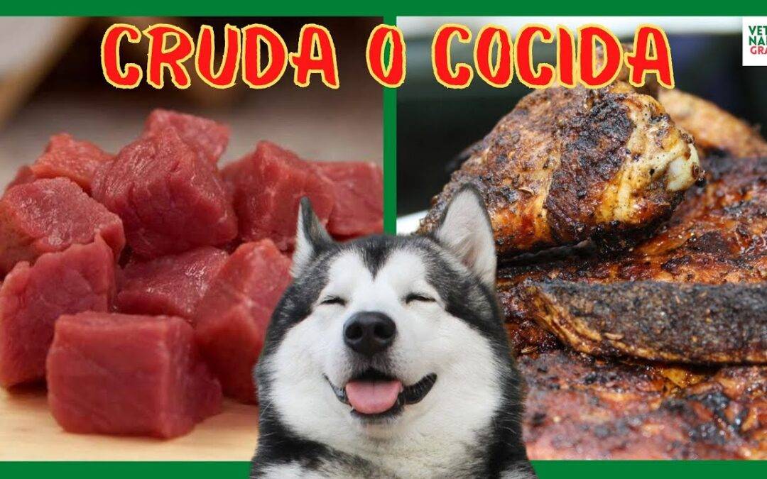 Carne Cruda o Cocida para perros 💔