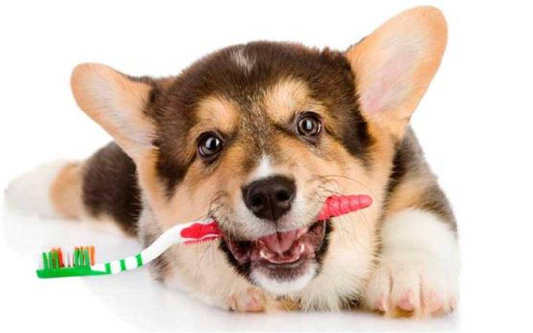▷ cuidados dentales para perros ✅