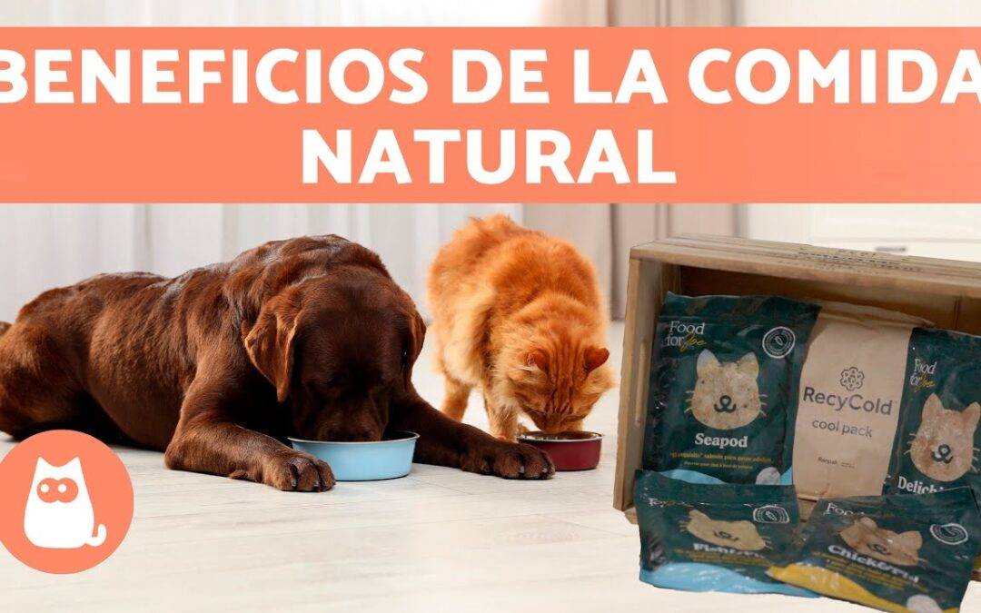 Alimentación para perros