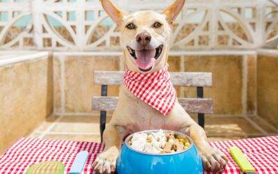 Elegir la mejor comida para perros