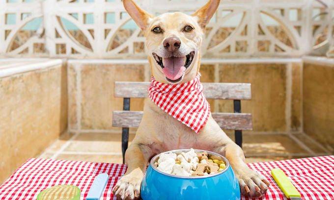 Elegir la mejor comida para perros