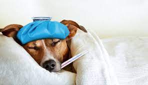 Prevención de enfermedades en perros