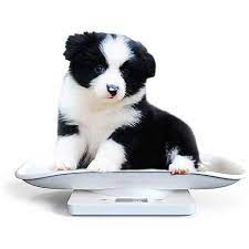 Báscula portátil para alimentos de mascotas