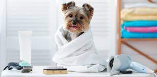 Cuidados básicos del perro
